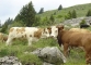 Vaches aux Chalets du Criou