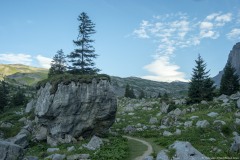 Sapins sur le rocher (17 août 2019)