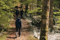 Le sentier progresse tranquillement dans la forêt (5 mai 2019)