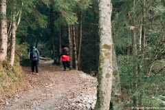 Le sentier commence son ascension dans la forêt (25 novembre 2018)