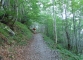 Sentier dans la forêt