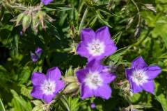 Geranium des Bois (29 juillet 2024)