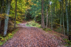 Montée dans la forêt (1er octobre 2017)