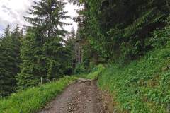 Piste forestière qui s'enfonce en forêt (4 juin 2022)