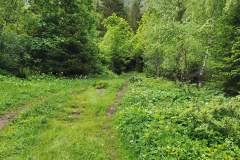 Le sentier entre de nouveau en forêt (4 juin 2022)