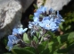 Myosotis des Alpes