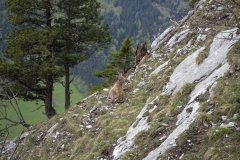 Bouquetin (12 mai 2019)