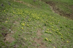 Jonquilles à Champ Laitier (12 mai 2019)