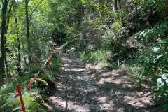 Chemin montant dans la forêt (28 juillet 2024)