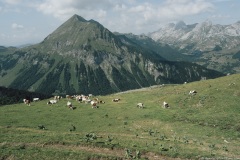 Alpage avec la Pointe d'Almet en arrière plan (21 juillet 2019)