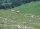 Moutons à la descente (18 juin 2006)