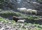 Moutons cherchant l'ombre