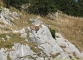 Bouquetin au col du Cable