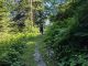 Sentier qui monte en forêt (9 juillet 2024)