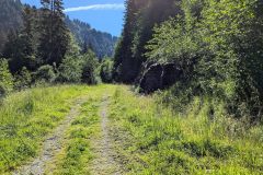 Le sentier passe en forêt (9 juillet 2024)